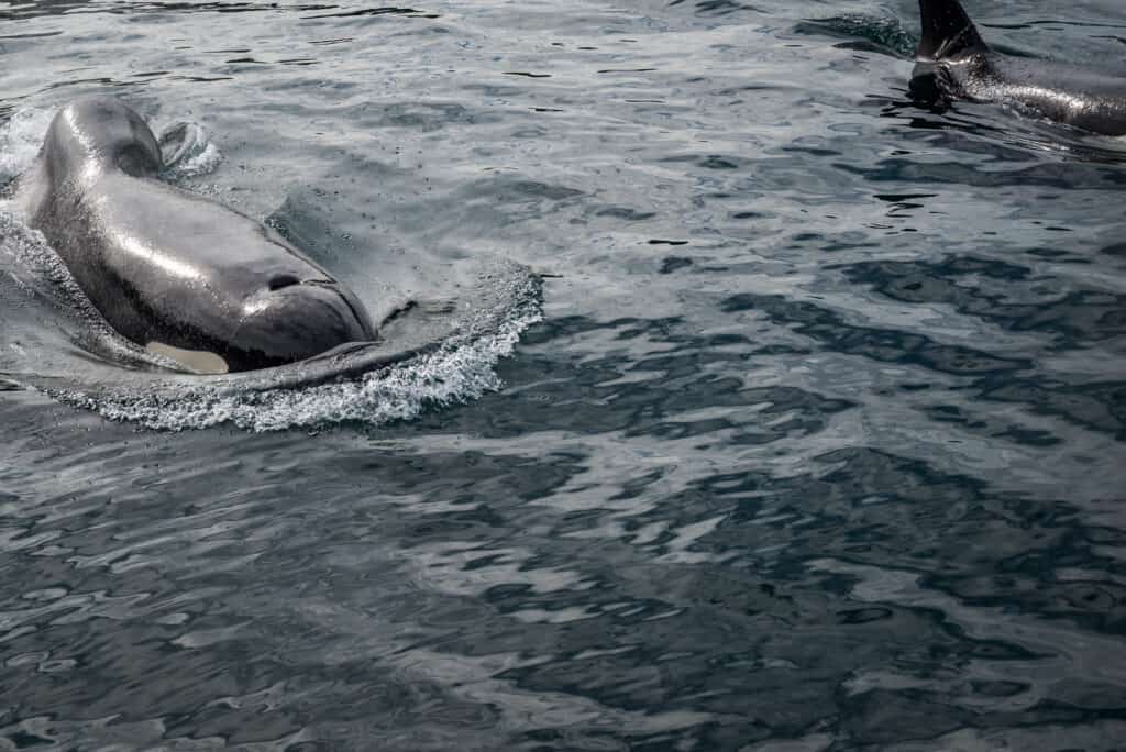 Orcas in Resurrection bay