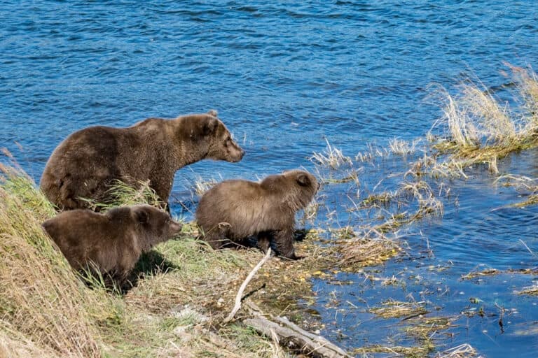 Katmai National Park Day Trip: The Easy Way to See the Park