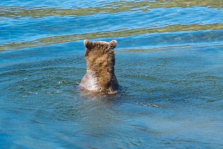Bear looking for food in Katmai National Park
