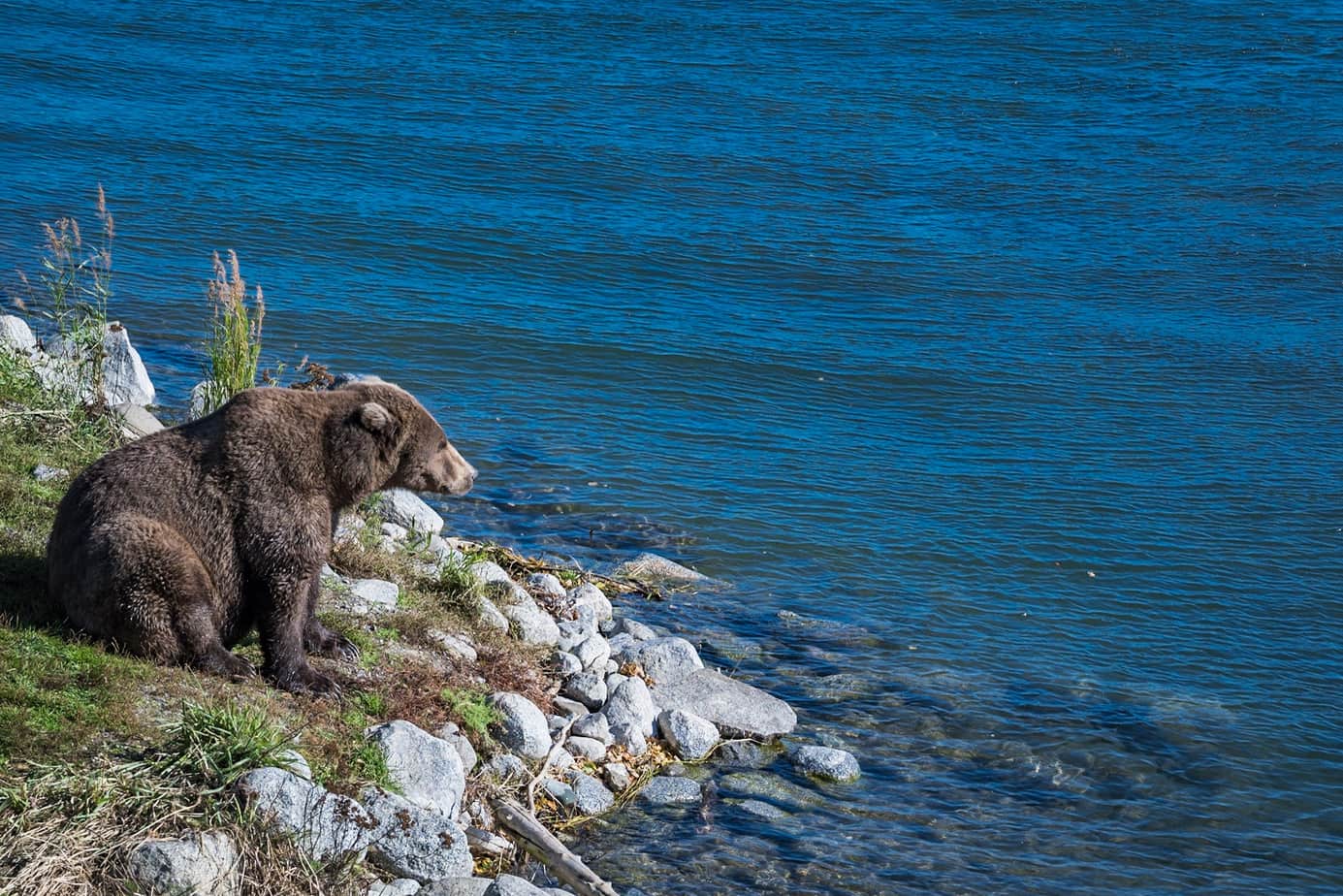 Bear at Katmai NP