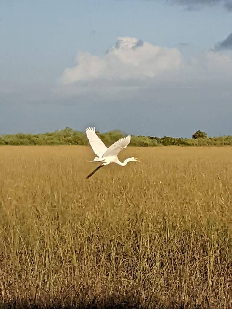 Birds are everywhere in the Everglades