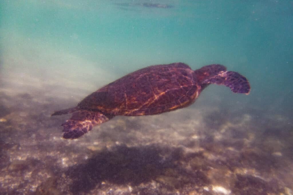 Sea Turtle at Waikoloa Village in Hawaii