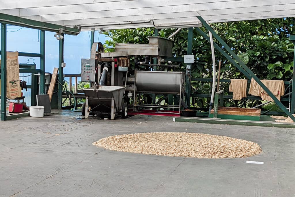 Heavenly Hawaiian Coffee Beans Drying under Canopy