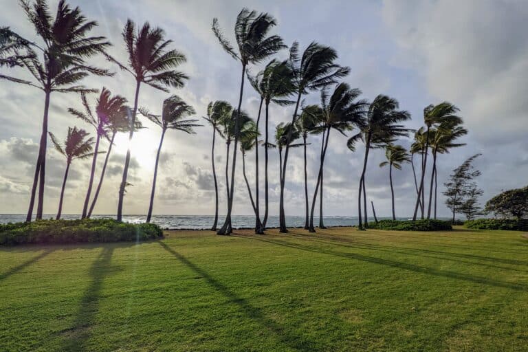 Hawaiian palm trees at sunset