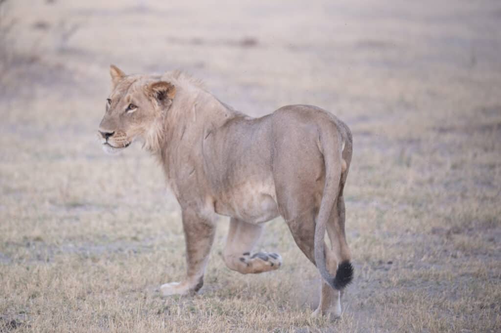 an adolescent male lion in Botswana