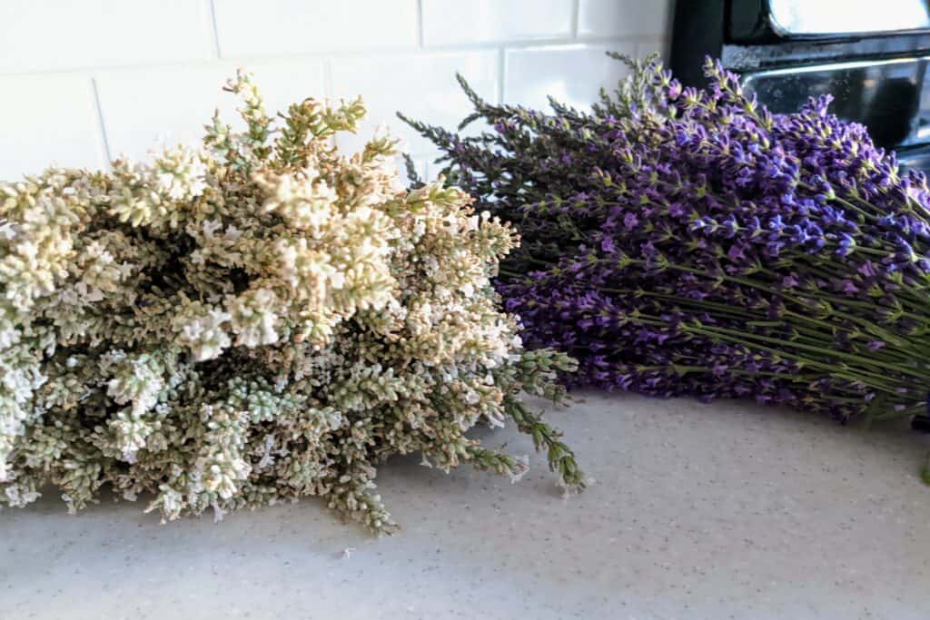 White and purple lavendar bouquets.