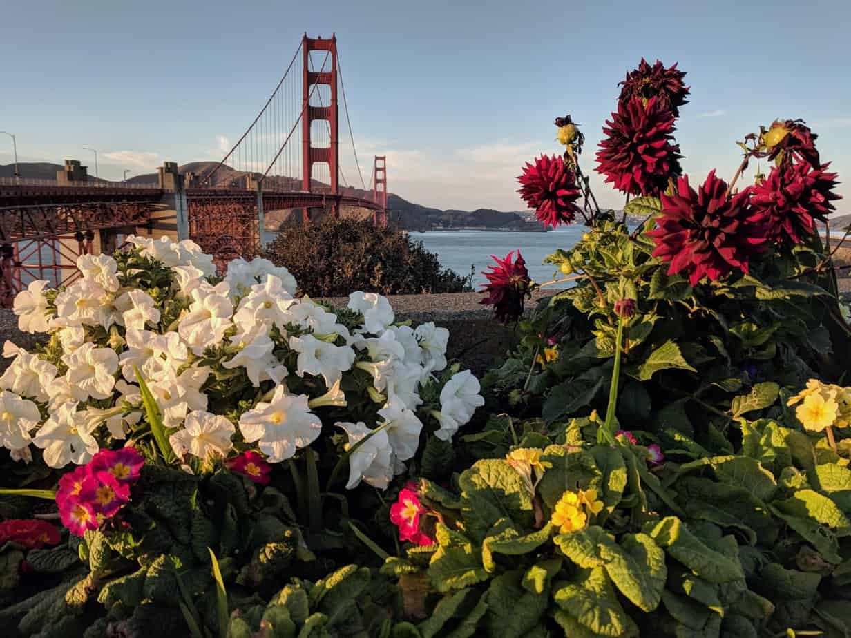 Golden gate bridge with a golden sky. white and red flowers from the bridge in the foreground
