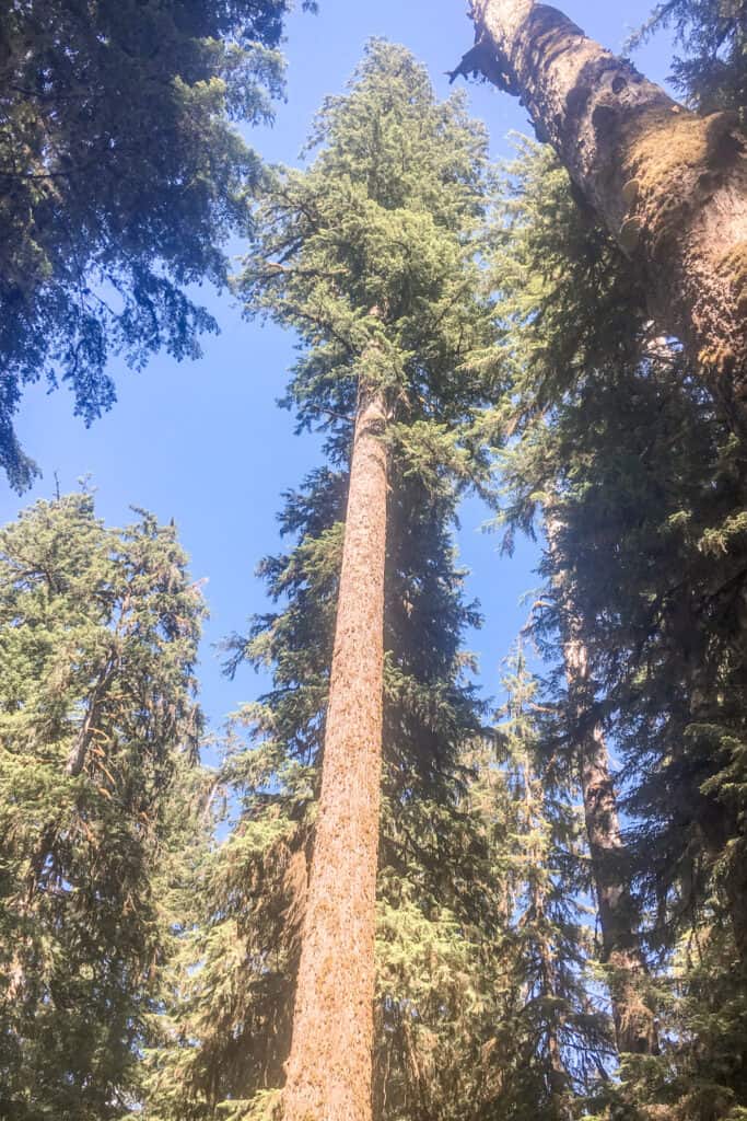 Tall tree in Hoh Rainforest in Olympic National Park Washington