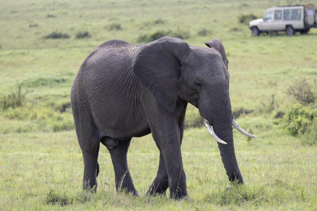 A large tusked elephant walks in Masai Mara- a safari jeep is in the background