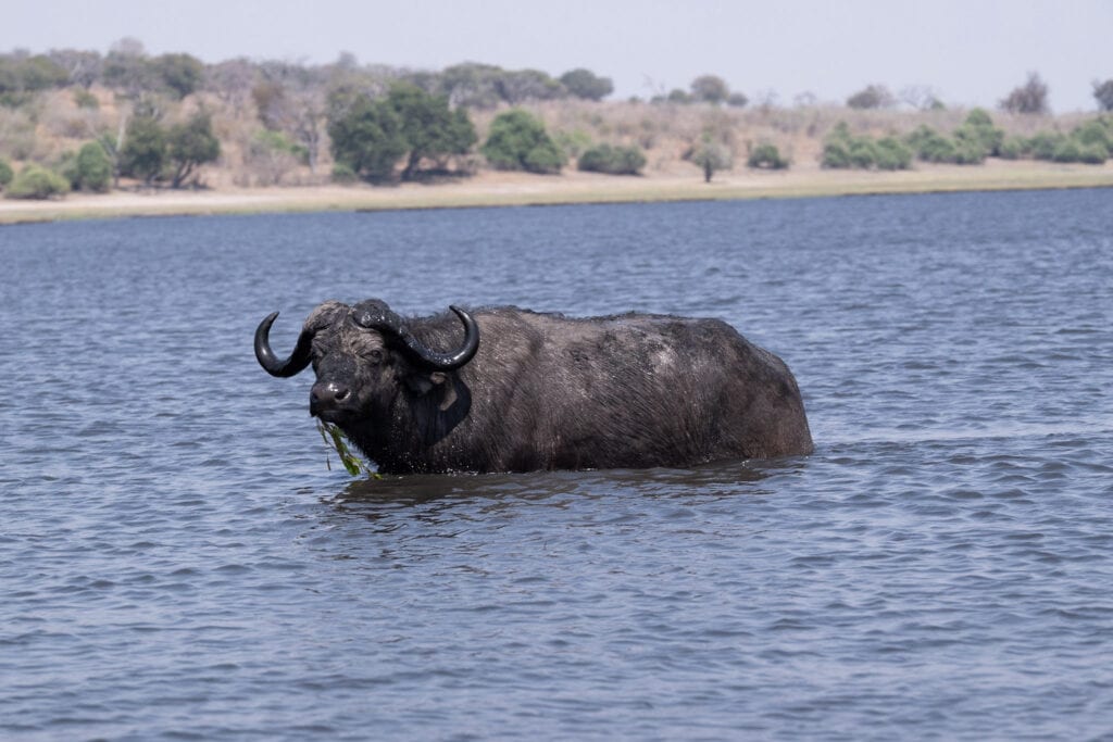 Cape Buffalo swimming in water in Chobe National Park