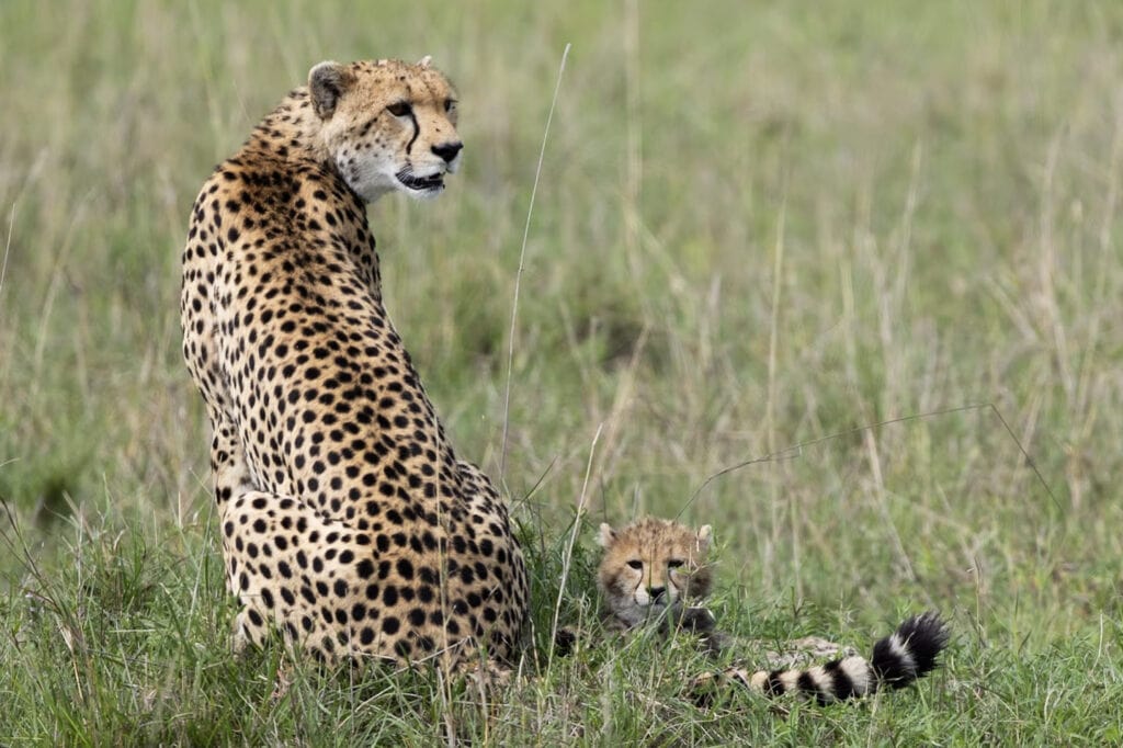 A mother cheetah sits and cub looks at the camera near her tail