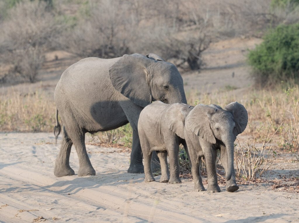 Three elephants walking in Chobe National Park. Two are small.