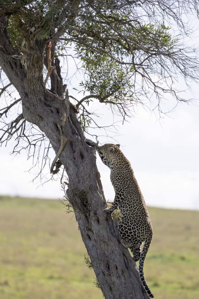 A Leopard climbs a tree in Masai Mara