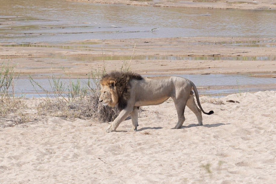 Male Lion walking on sandy river beach in Kruger National Park