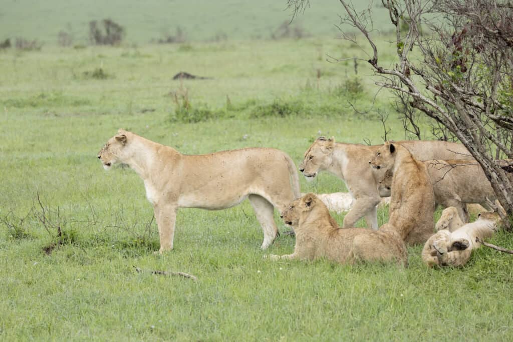 a portion of a pride of Lions together in Masai Mara