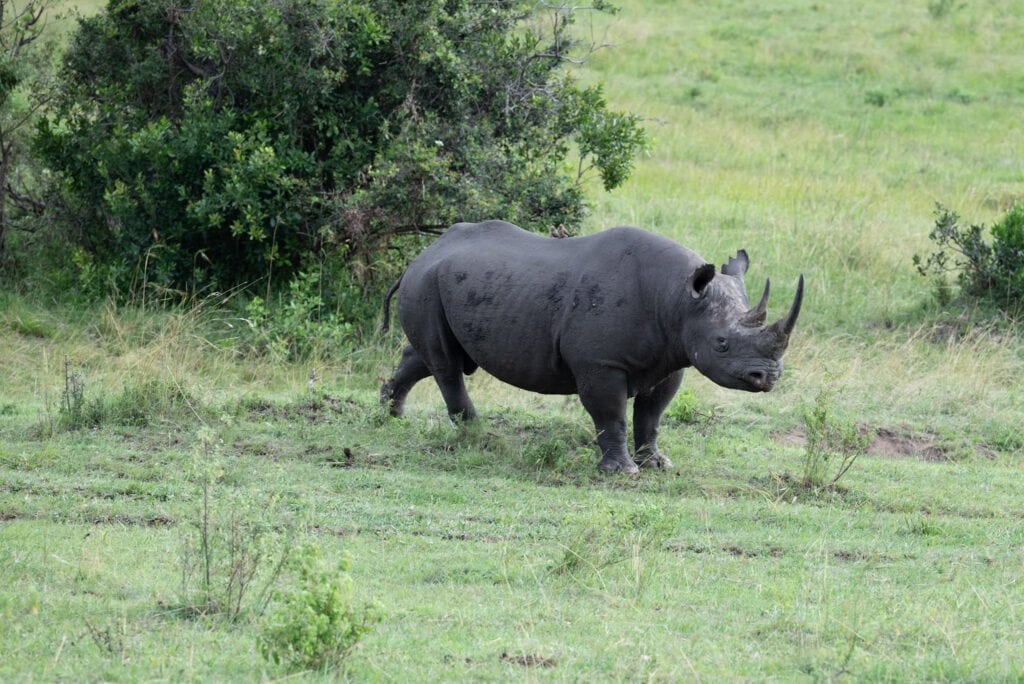 A rhino in Masai Mara