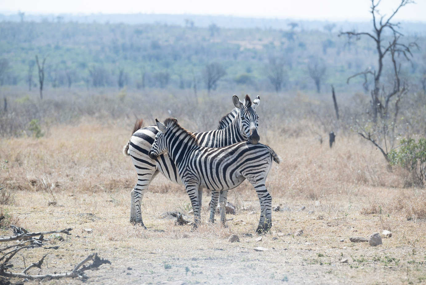 Two zebras standing together in Kruger National Park
