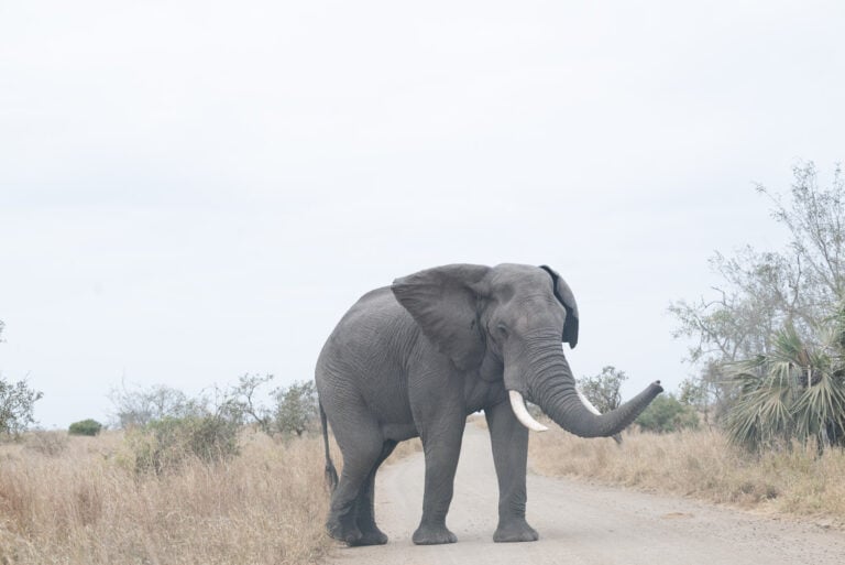Self-Driving Kruger National Park- Ultimate Guide